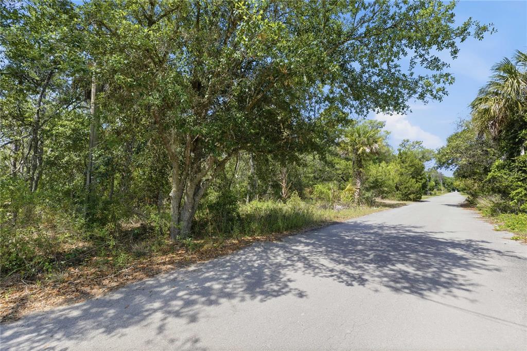 A paved road runs alongside a wooded lot with mature trees and dense vegetation — 8266 W ANNA GAIL LANE, CRYSTAL RIVER, FL