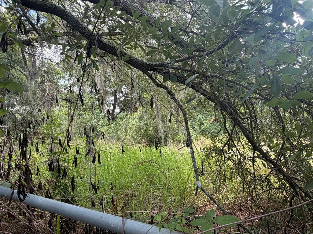 A metal fence sits in front of tall green grass and dense, tree-covered woods — 4447 EDWARDS RD, PLANT CITY, FL