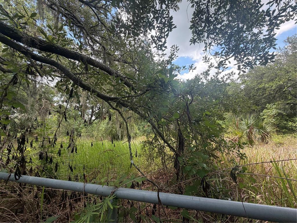 A metal fence sits in the foreground before a wooded area with tall green grass — 4447 EDWARDS RD, PLANT CITY, FL
