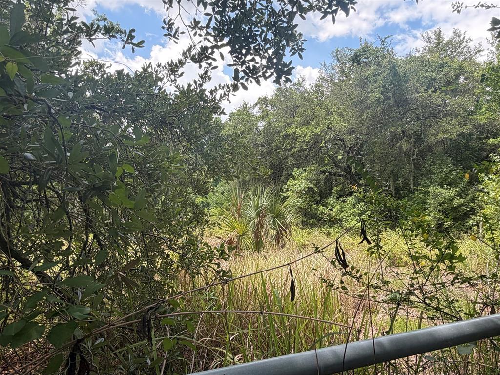 A view of a grassy, wooded lot with palm trees seen behind a metal fence — 4447 EDWARDS RD, PLANT CITY, FL