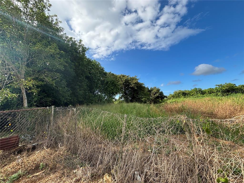 A chain-link fence borders a grassy, overgrown vacant lot with trees under a blue sky — BARRIO CEIBA BAJA, AGUADILLA, PR