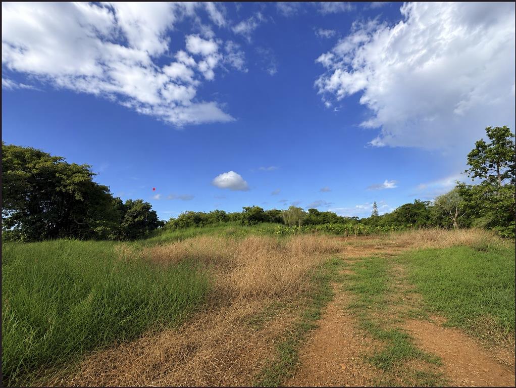A dirt path leads through a grassy field toward a line of trees under blue skies — BARRIO CEIBA BAJA, AGUADILLA, PR