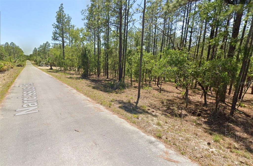 A paved road runs alongside a wooded lot with tall pine trees — 00 NW NARCISSUS ROAD, DUNNELLON, FL