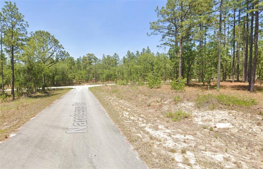 A paved road leads to a T-intersection surrounded by a wooded area with pine trees — 00 NW NARCISSUS ROAD, DUNNELLON, FL