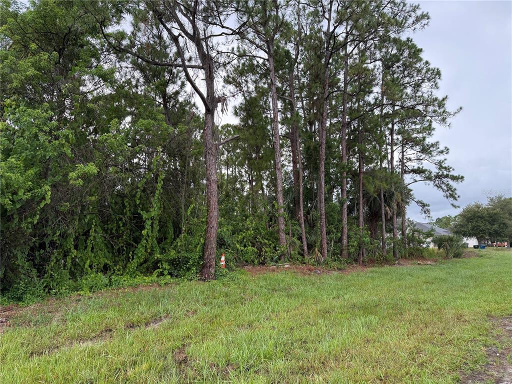 A grassy lot features a dense cluster of pine trees and thick undergrowth — 2361 SAN FILIPPO DRIVE SE, PALM BAY, FL