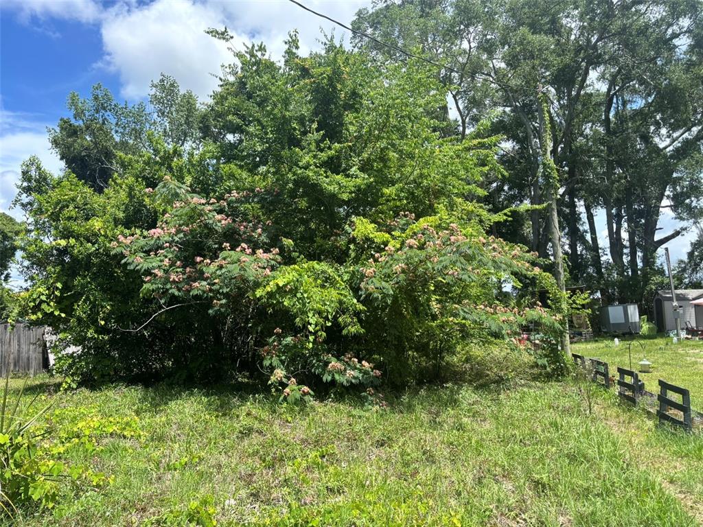 A large, flowering mimosa tree stands in a grassy yard near a wooden fence — 206 NE 13TH AVENUE, CHIEFLAND, FL