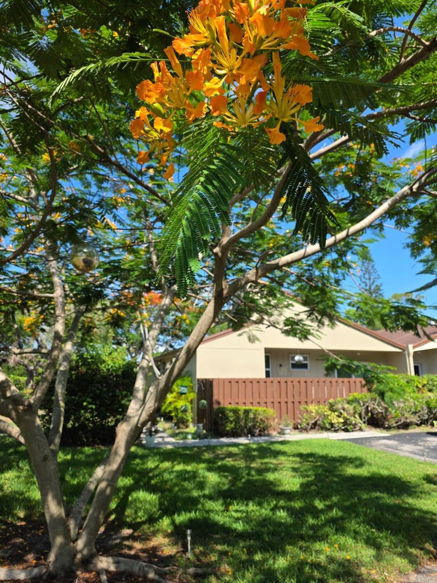 A vibrant yellow-flowering tree stands in the front yard of a single-story residential home — 11600 Timbers Way # 37a, Boca Raton FL 33428, BOCA RATON, FL