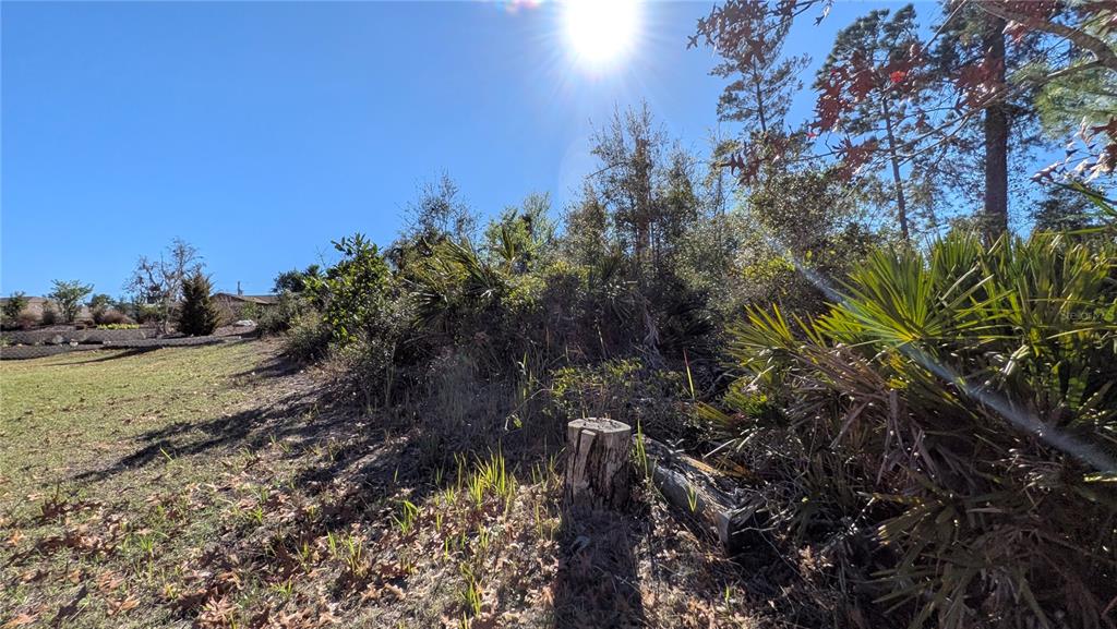 A sunlit, grassy lot features a tree stump and dense, native Florida vegetation — 13014 HANLEY DRIVE, SPRING HILL, FL