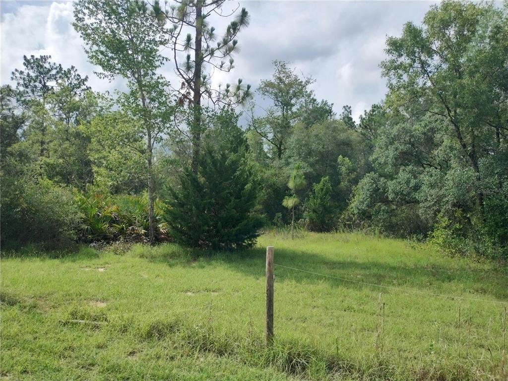 A grassy, fenced-in lot is surrounded by dense trees and foliage under a cloudy sky — 6033 W TIRANA LANE, DUNNELLON, FL