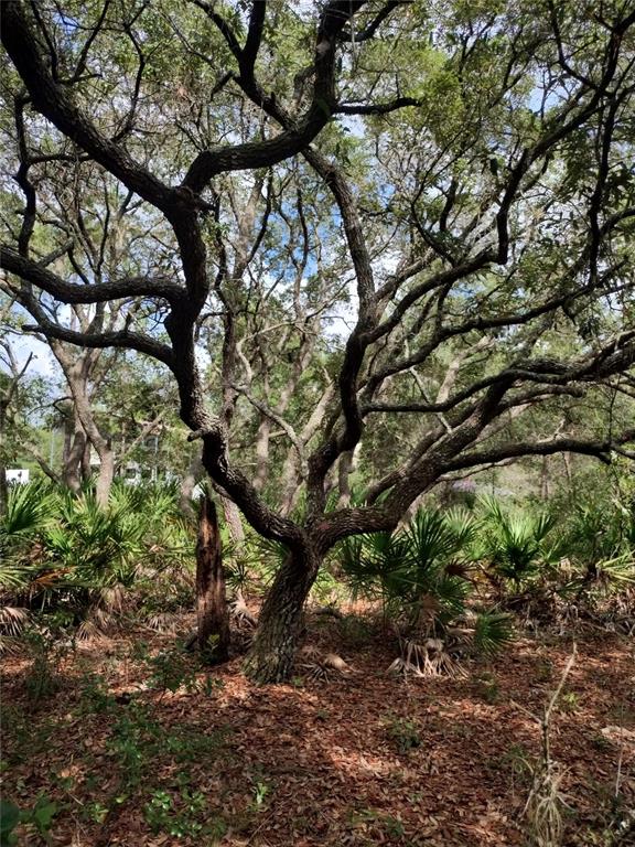 A large, mature oak tree stands in a wooded area with low-lying palmetto plants — 6033 W TIRANA LANE, DUNNELLON, FL