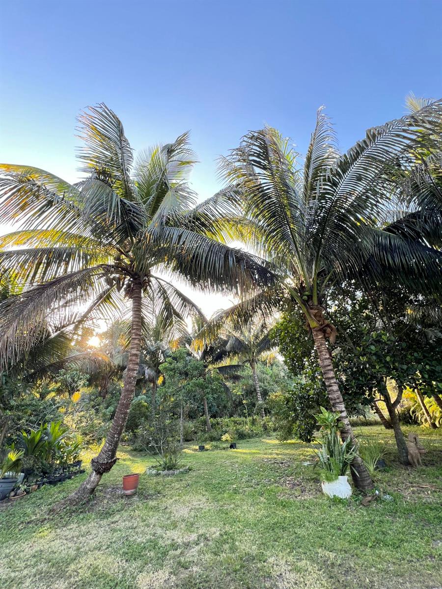 Two tall palm trees stand in a grassy yard with lush greenery in the background — 17254 32nd Lane N, FL 33470, FL