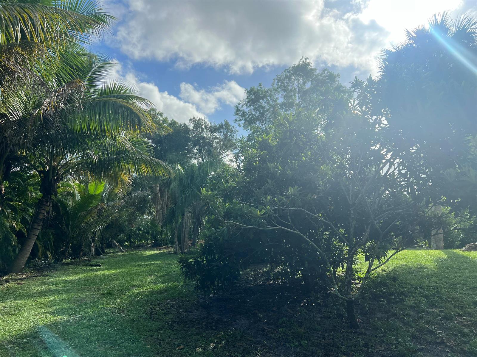 A grassy yard features a large palm tree and a leafy fruit tree under sunlight — 17254 32nd Lane N, FL 33470, FL