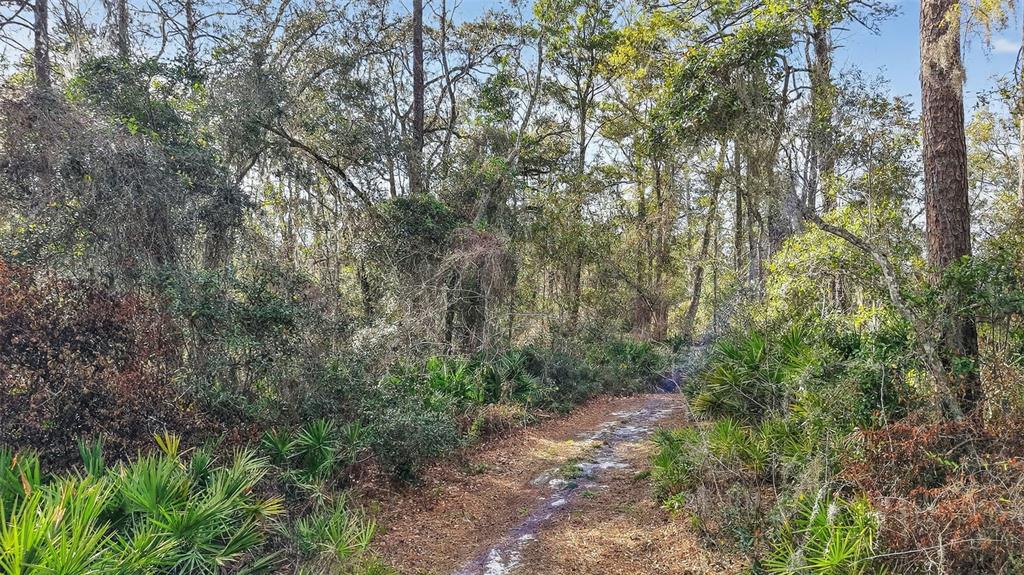 A dirt path winds through a wooded area filled with trees and low-lying palmetto bushes — POWELL ROAD, BROOKSVILLE, FL