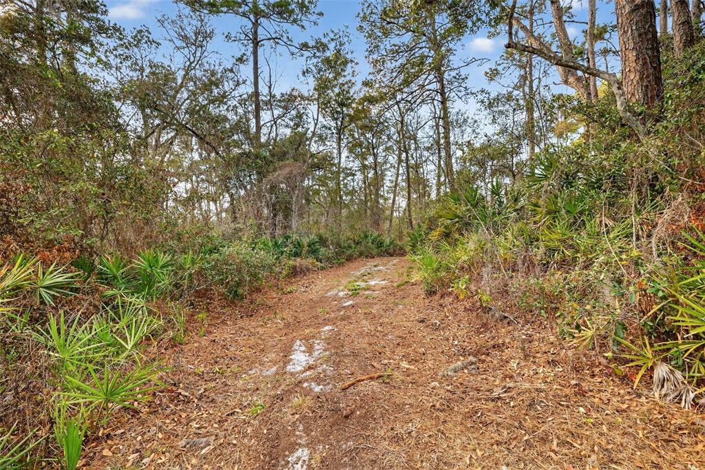 A dirt path winds through a wooded area filled with pine trees and palmetto bushes — POWELL ROAD, BROOKSVILLE, FL