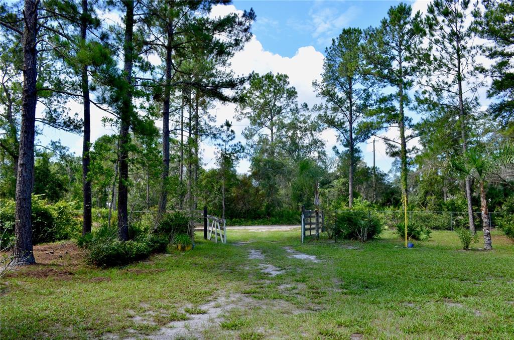 A dirt driveway leads through a wooden gate into a wooded area with tall trees — 33135 FOREST RIDGE ROAD, DELAND, FL