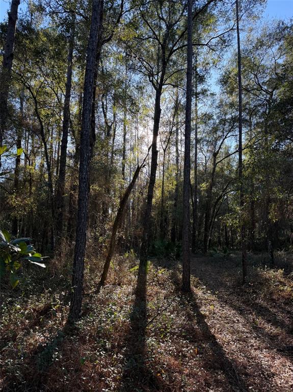 A wooded lot with tall pine trees and dappled sunlight filtering through the canopy — TBD NE 150 AVENUE, FORT MC COY, FL