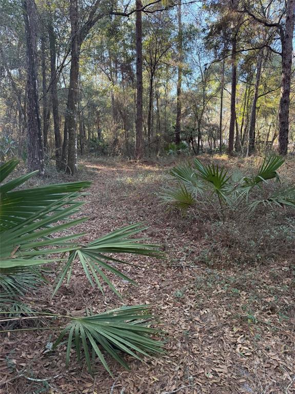 A wooded lot features tall pine trees and low-growing saw palmetto plants on the ground — TBD NE 150 AVENUE, FORT MC COY, FL