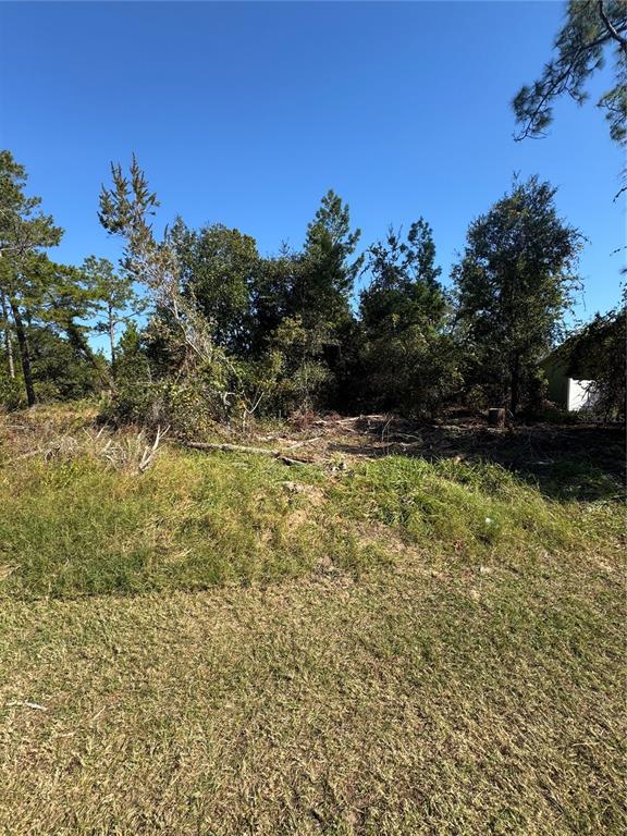 A grassy, partially cleared lot features a dense cluster of trees under a clear sky — 19 FREEPORT LANE, PALM COAST, FL