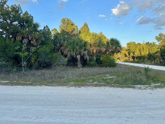 A dirt road leads to a wooded lot with palm trees and native vegetation — RAPIDAN ROAD, WEEKI WACHEE, FL