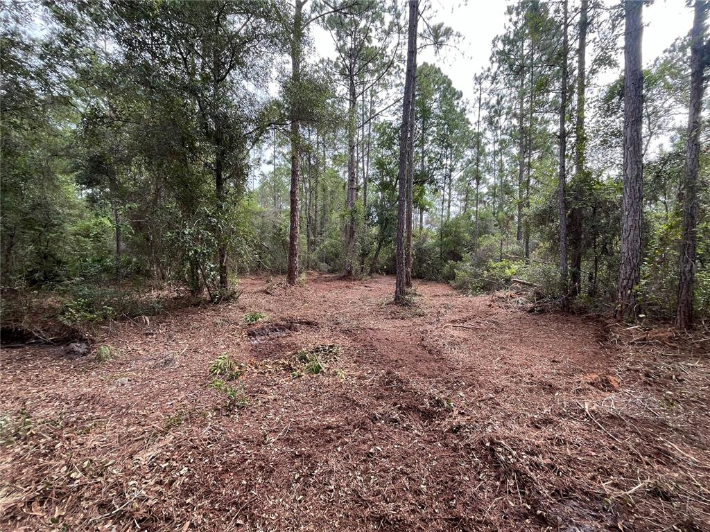 A cleared, wooded lot features tall pine trees and a ground covered in pine needles — 124 GLENSIDE STREET, GEORGETOWN, FL