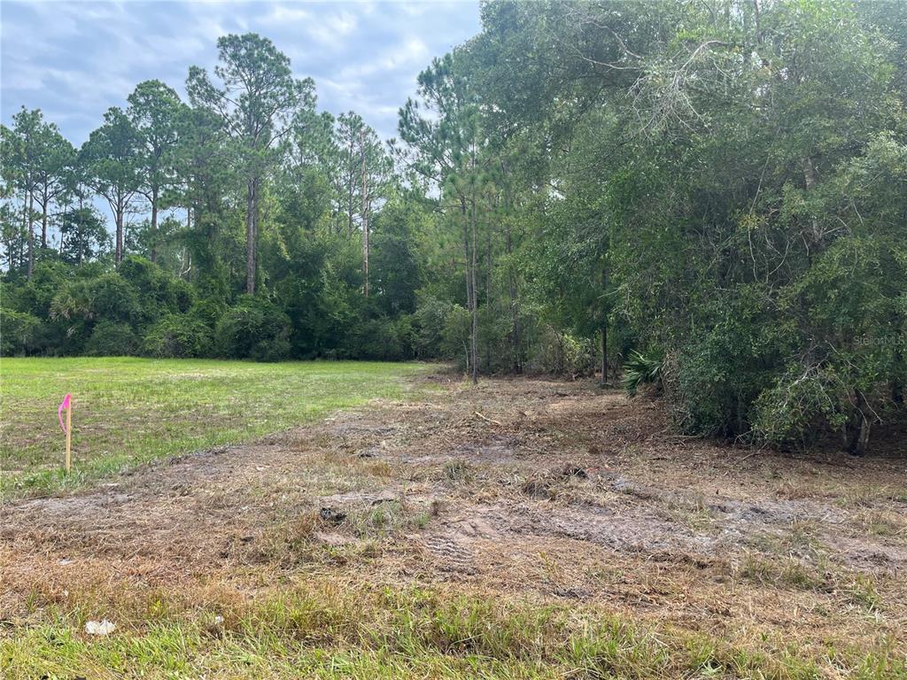A vacant, partially cleared lot features a grassy area bordered by dense trees and vegetation — 124 GLENSIDE STREET, GEORGETOWN, FL