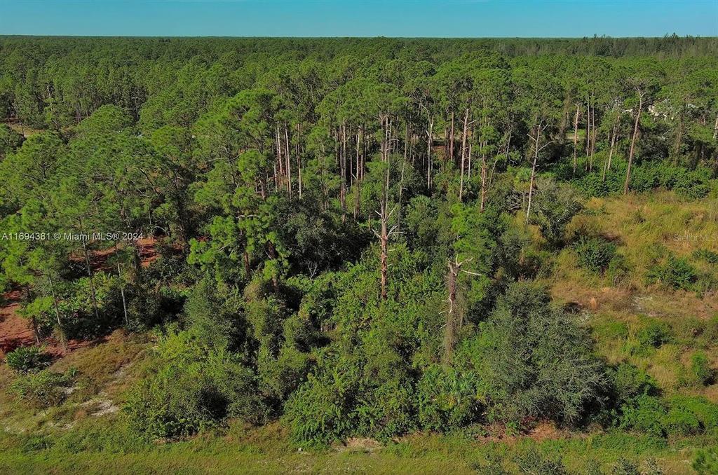 An aerial view shows a dense forest with tall pine trees and patches of brush — 1515 GLENN AVENUE, LEHIGH ACRES, FL