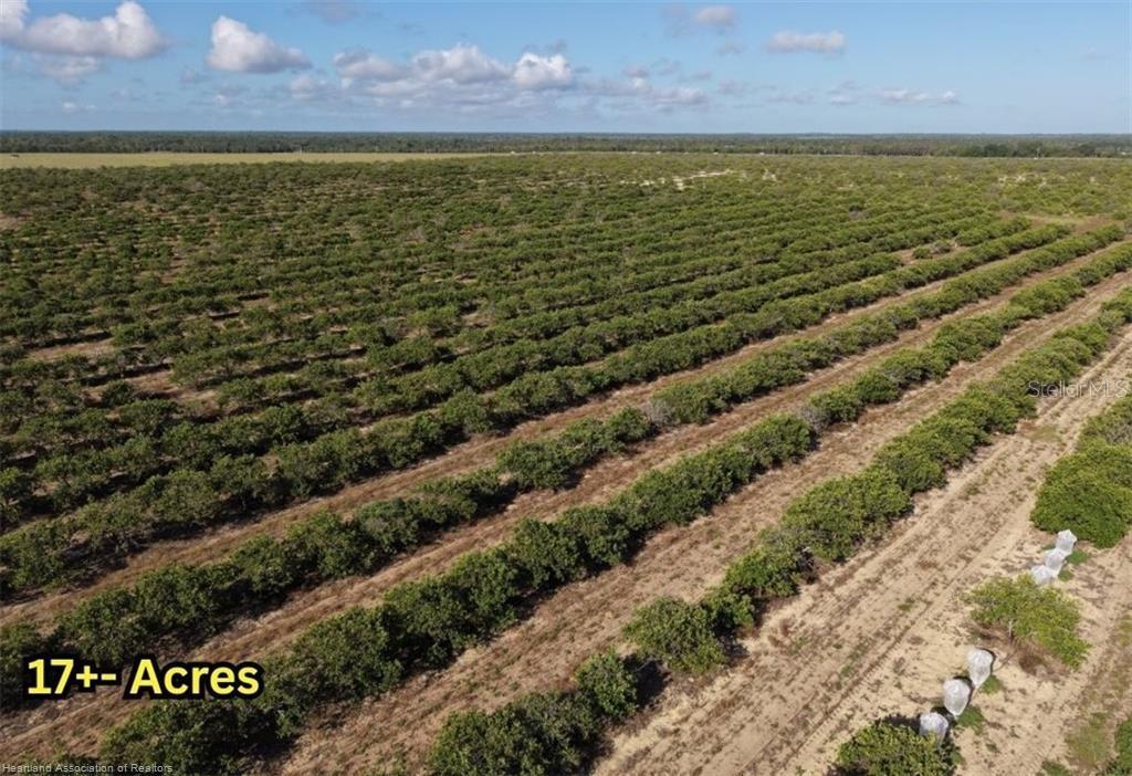 An aerial view shows a large citrus grove with rows of trees on sandy soil — 8961 COUNTY ROAD 17 S, SEBRING, FL