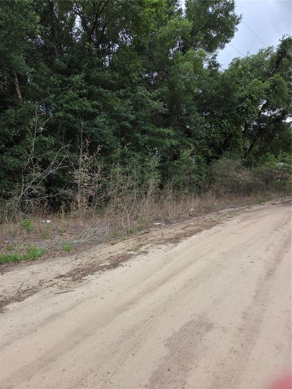 A dirt road runs alongside a wooded lot with dense trees and brush — Unit 17 SE 142 PLACE, SUMMERFIELD, FL