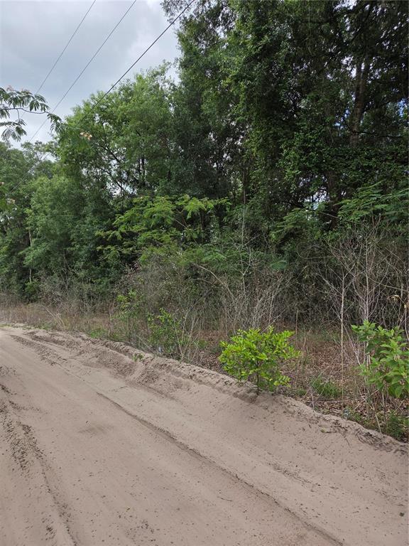 A dirt road runs alongside a dense, wooded area with various trees and shrubs — Unit 17 SE 142 PLACE, SUMMERFIELD, FL
