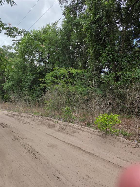 A dirt road runs alongside a wooded lot with dense trees and brush — Unit 17 SE 142 PLACE, SUMMERFIELD, FL