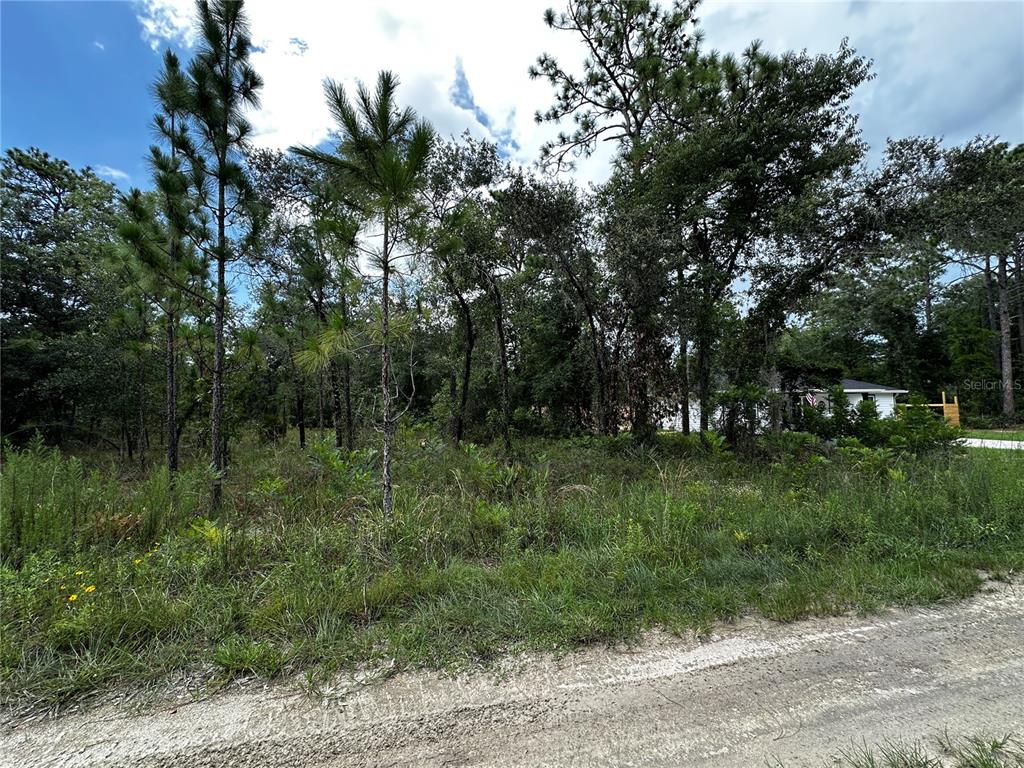 A vacant, wooded lot with tall pine trees and brush sits beside a dirt road — TBD NE 15TH LANE, WILLISTON, FL