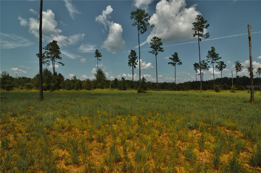 00 99TH LANE, LIVE OAK, FL — photo 5 of 30