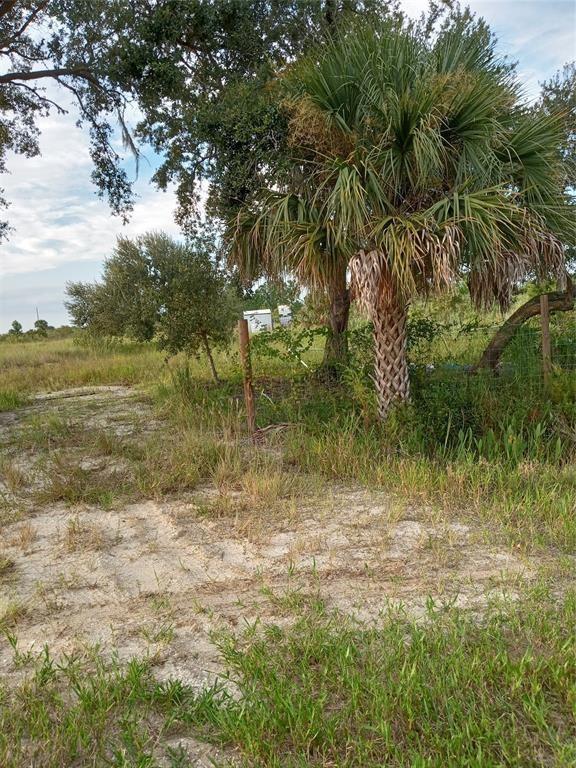 A palm tree stands in a grassy, sandy field near a wire fence and trees — 17925 NW 316th Street, Okeechobee FL 34972, OKEECHOBEE, FL