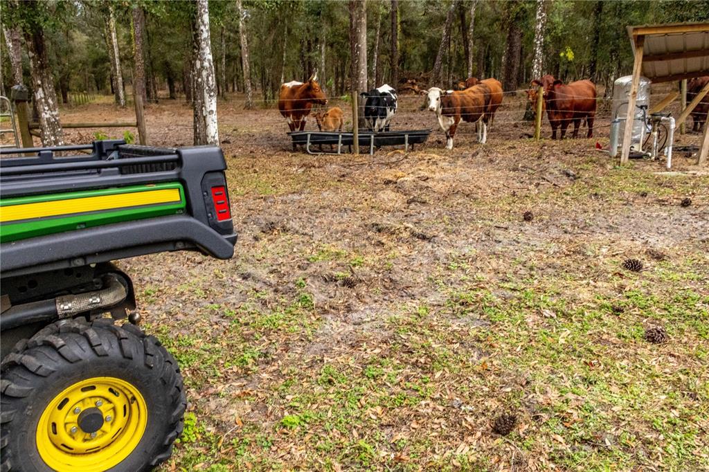 A John Deere utility vehicle sits in a pasture near several cows by a fence — 24091 RICHBARN ROAD, BROOKSVILLE, FL