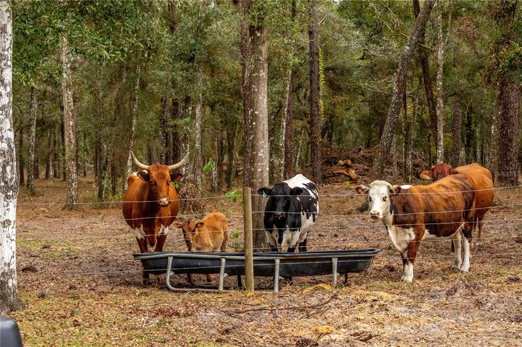 Four cows of various breeds stand near a long feeding trough in a wooded pasture — 24091 RICHBARN ROAD, BROOKSVILLE, FL