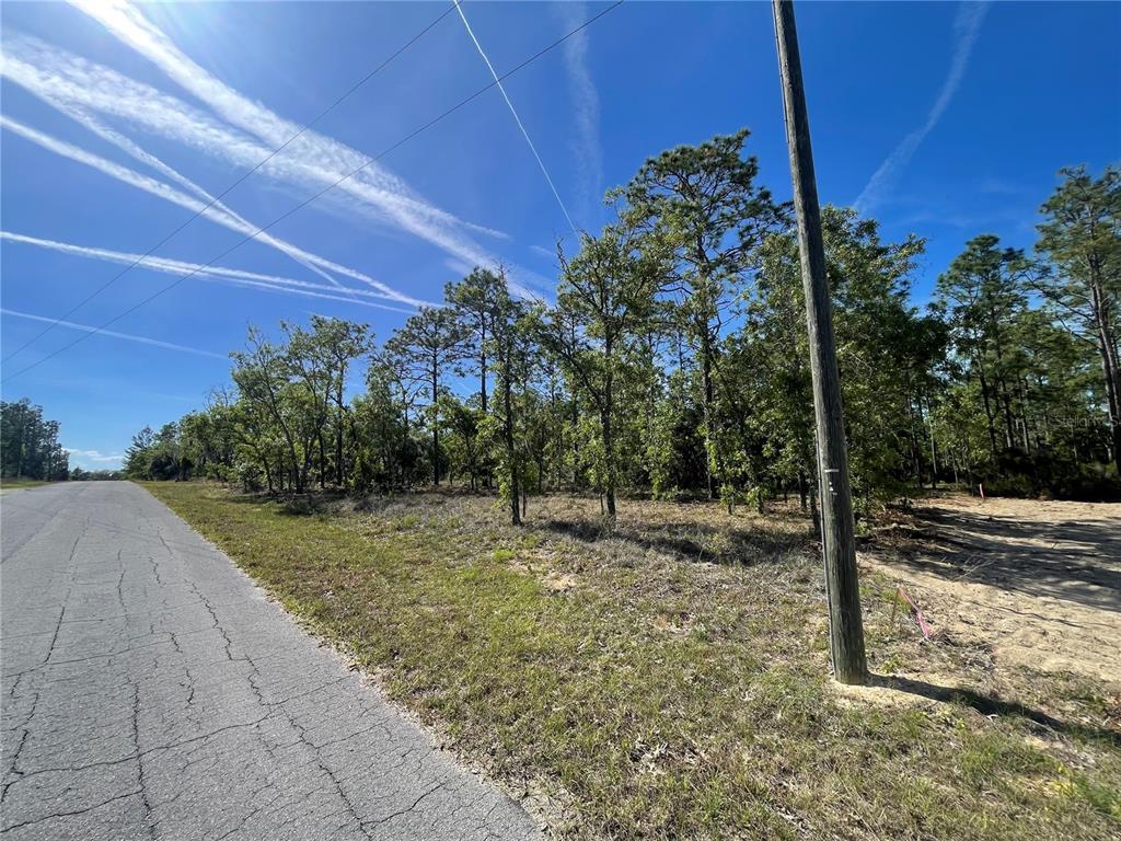 A paved road runs alongside a vacant, wooded lot under a clear blue sky — NE 7TH PLACE, WILLISTON, FL