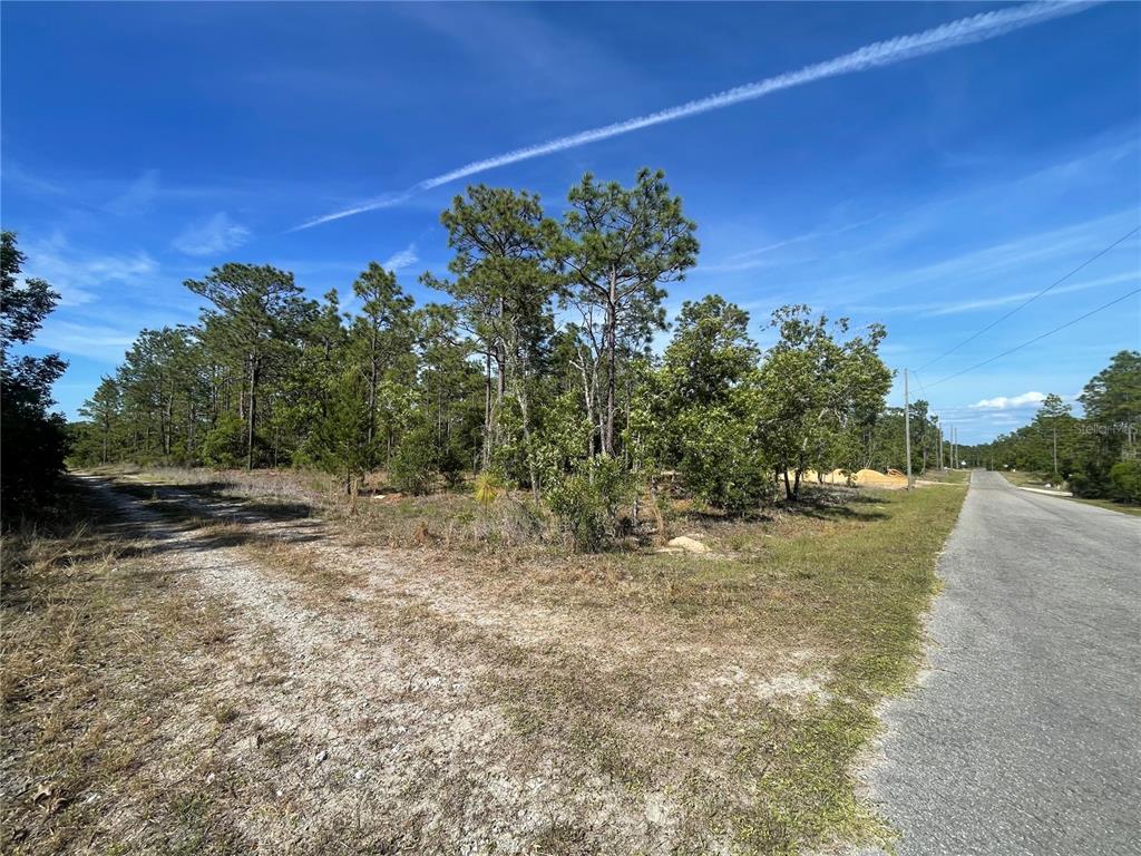 A dirt path forks off from a paved road toward a wooded, undeveloped lot — NE 7TH PLACE, WILLISTON, FL