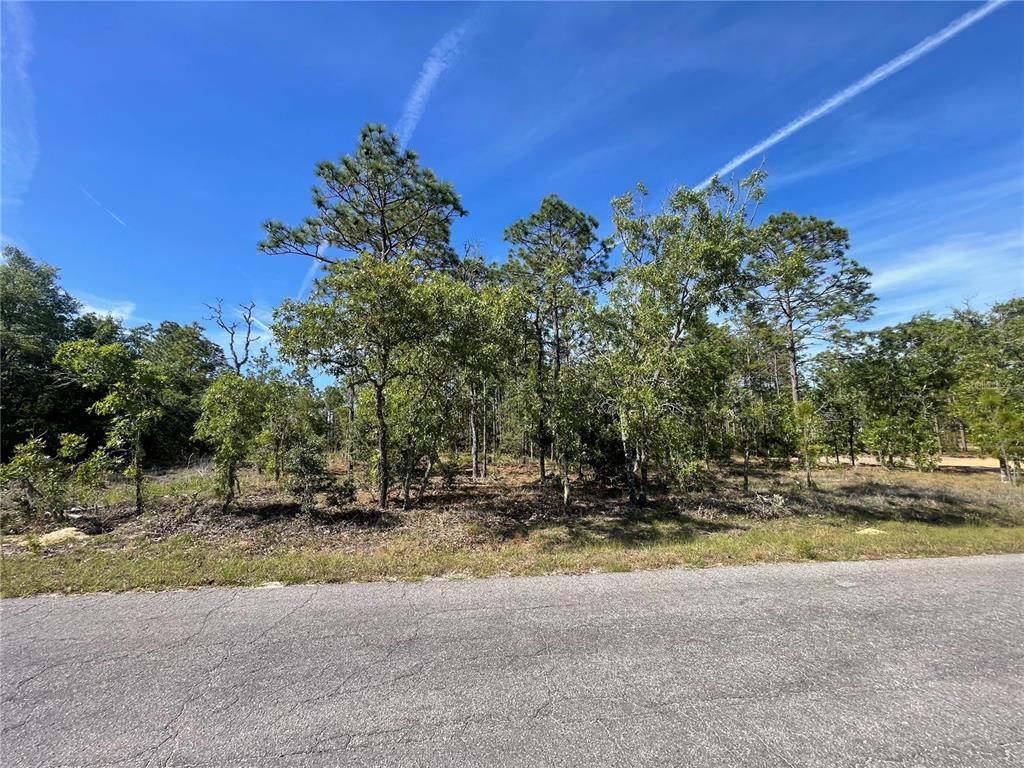 A vacant, wooded lot sits adjacent to an asphalt road under a clear blue sky — NE 7TH PLACE, WILLISTON, FL