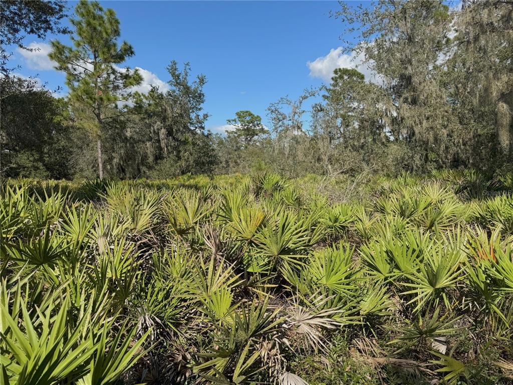 A dense field of saw palmetto plants sits beneath a canopy of trees and sky — 0 ALTURAS BABSON PARK CUT OFF ROAD, BARTOW, FL