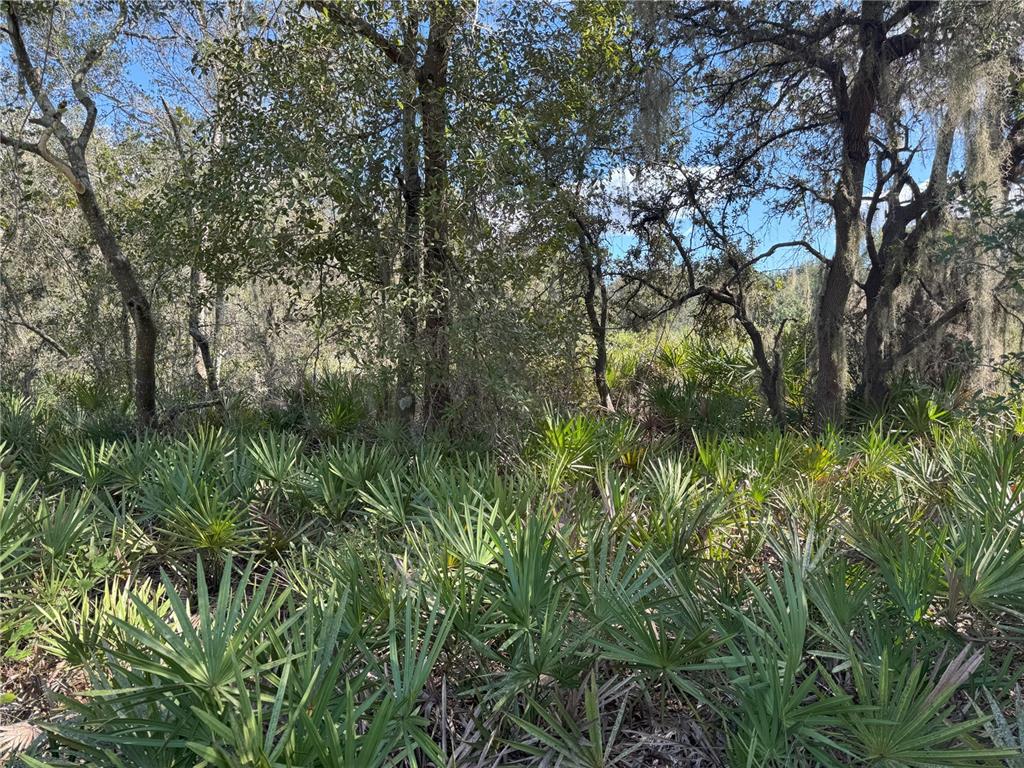 A dense forest landscape features numerous saw palmetto plants beneath a canopy of mature trees — 0 ALTURAS BABSON PARK CUT OFF ROAD, BARTOW, FL