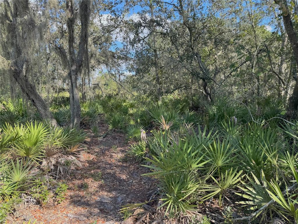 A wooded lot featuring dense palmetto bushes and tall trees draped in Spanish moss — 0 ALTURAS BABSON PARK CUT OFF ROAD, BARTOW, FL