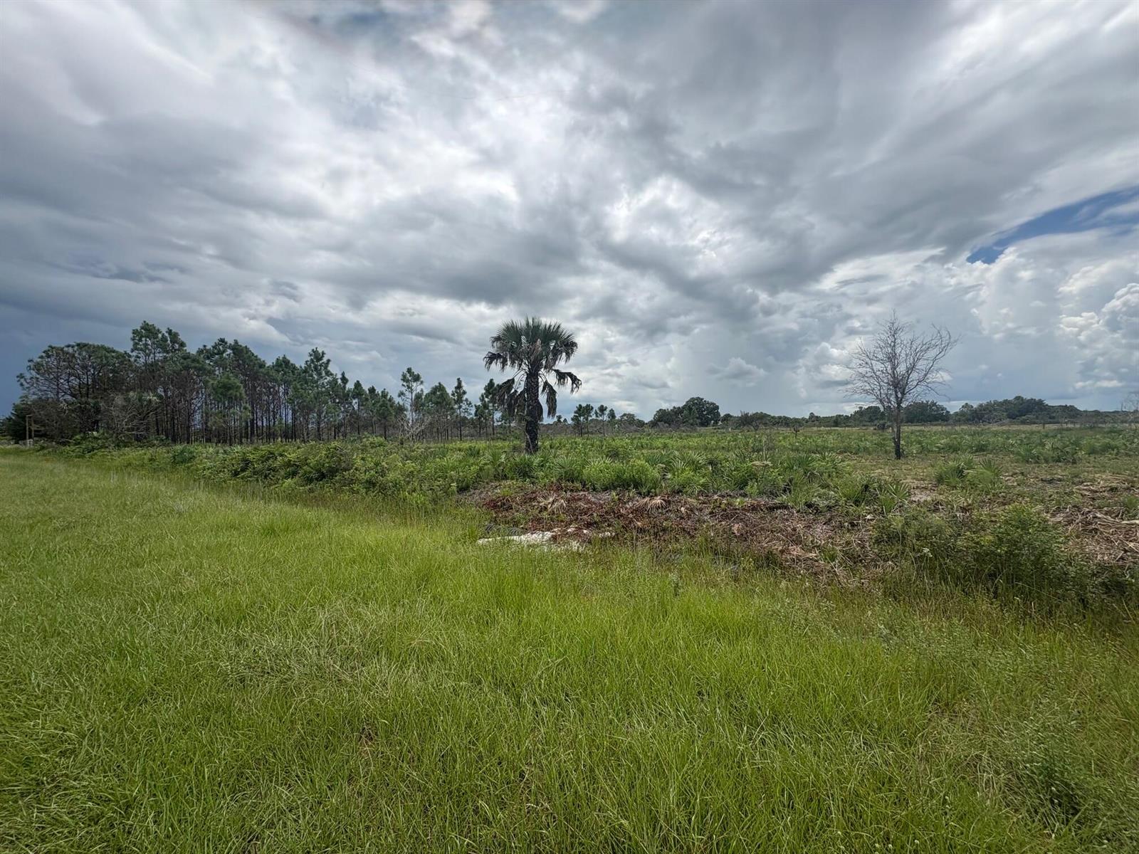 A grassy field leads to a line of trees and a single palm tree under clouds — 17982 NW 318th Street, Okeechobee FL 34972, OKEECHOBEE, FL