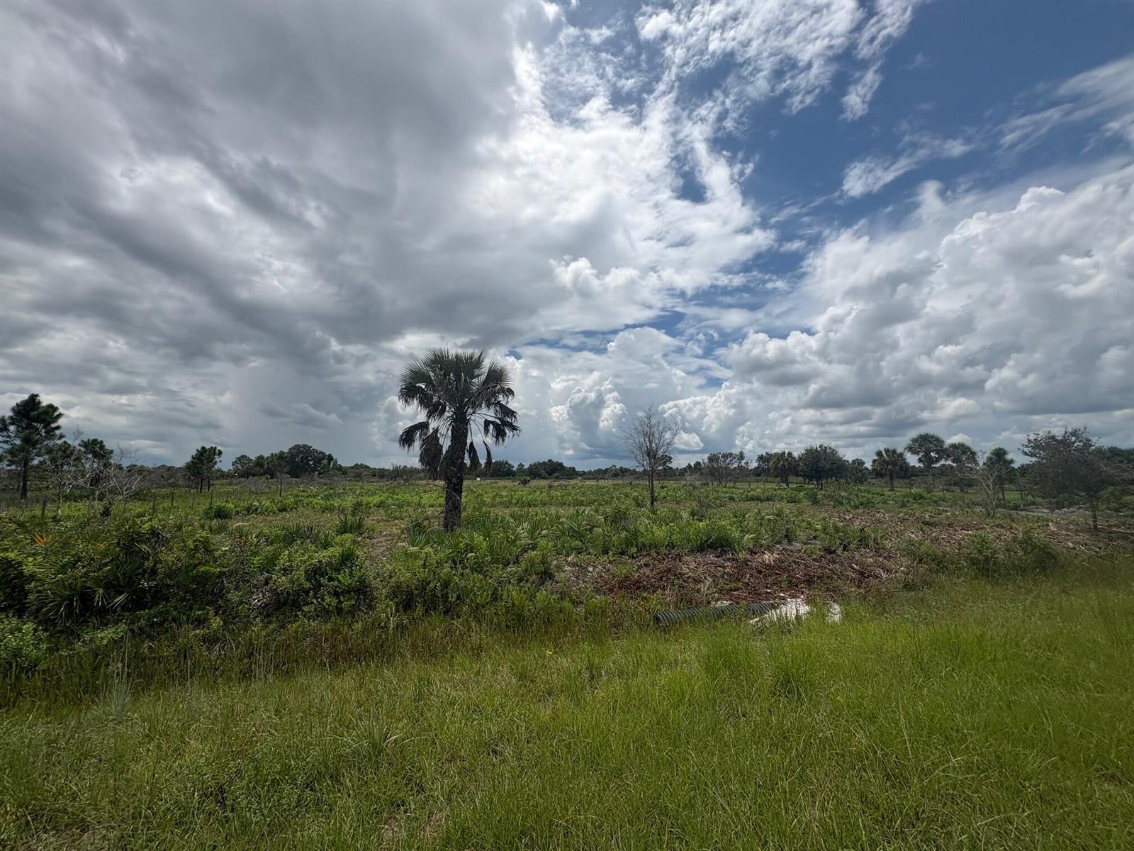 A grassy field with a single palm tree under a cloudy sky — 17982 NW 318th Street, Okeechobee FL 34972, OKEECHOBEE, FL