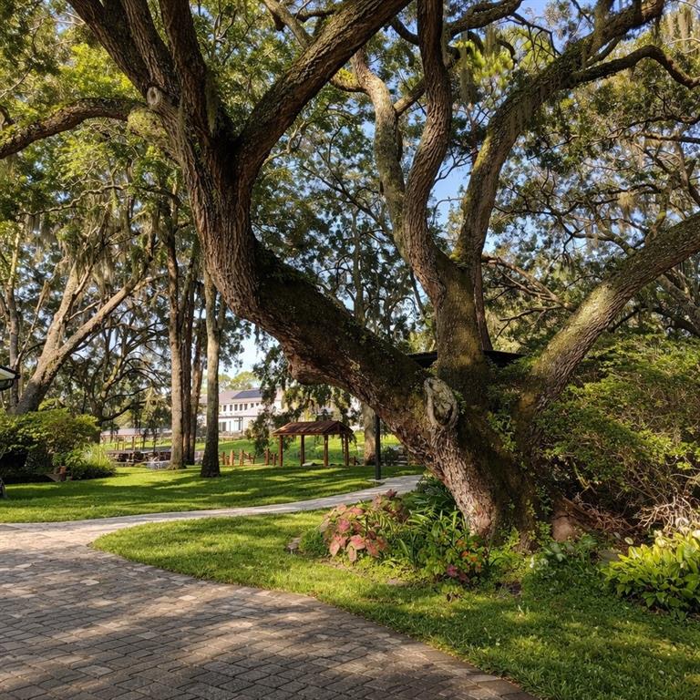 A large, mature oak tree shades a paved walkway in a grassy residential backyard — 11102 SHADY OAK STREET, ORLANDO, FL