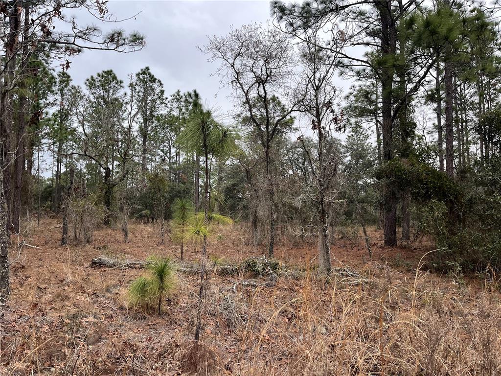 An aerial view shows a rectangular, wooded vacant lot bordering a paved street — Lot 57 NW SKYLARK STREET, DUNNELLON, FL