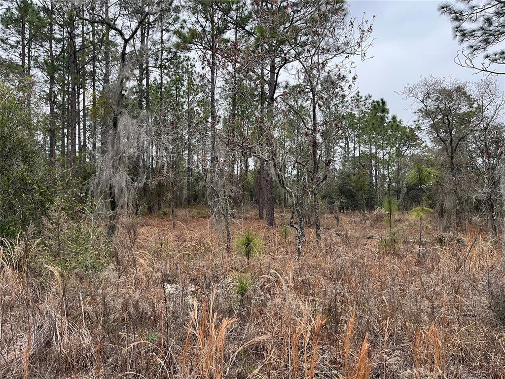 A wooded lot features tall pine trees, dry grasses, and Spanish moss under an overcast sky — Lot 57 NW SKYLARK STREET, DUNNELLON, FL