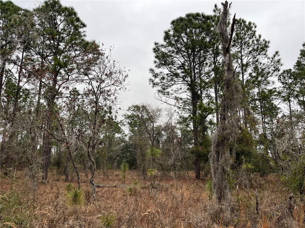 A wooded lot features tall pine trees and sparse undergrowth under an overcast sky — Lot 57 NW SKYLARK STREET, DUNNELLON, FL
