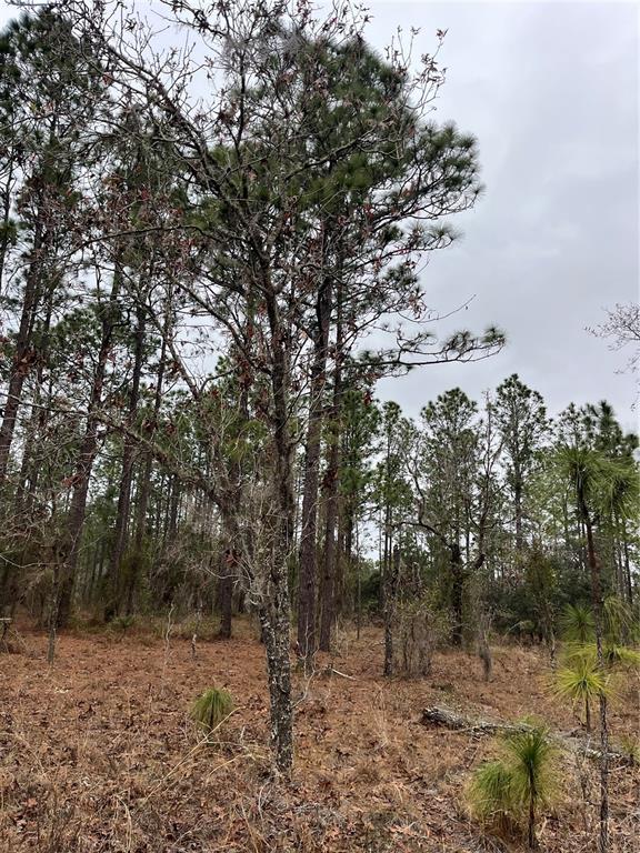 A wooded lot features a mix of tall pine trees and smaller deciduous trees — Lot 57 NW SKYLARK STREET, DUNNELLON, FL