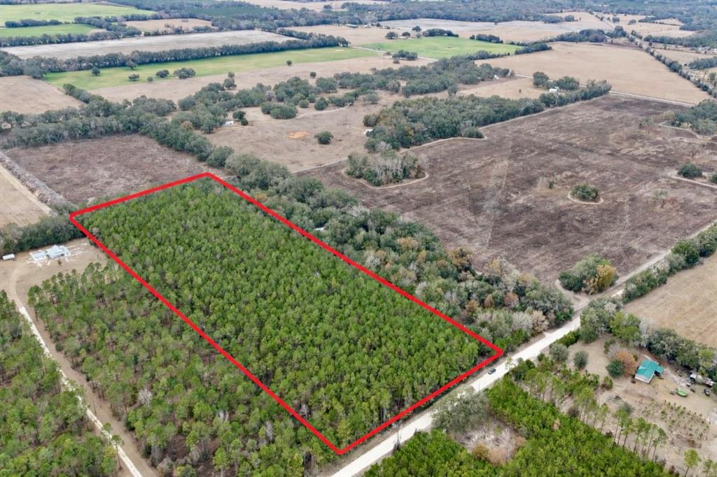 An aerial view shows a rectangular plot of land densely covered with pine trees — TBD NE 10TH AVENUE, TRENTON, FL
