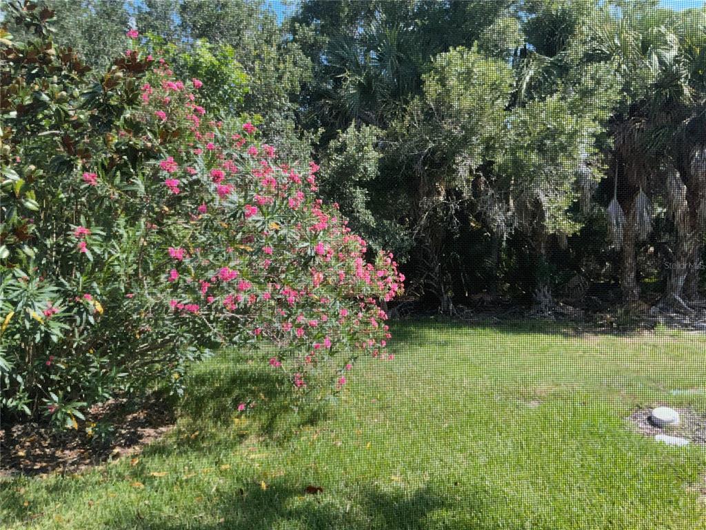 A view of a grassy backyard with a flowering oleander bush and dense trees beyond — 8004 CAMMINARE DRIVE, SARASOTA, FL